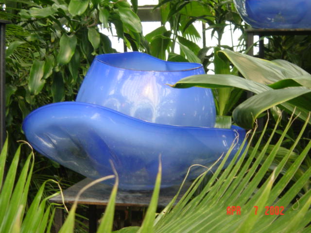bluebell1.jpg