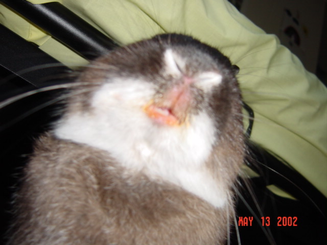 carrotlips.jpg