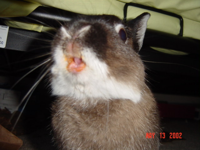 carrotmouthopen.jpg