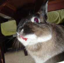 cherrylips2.jpg
