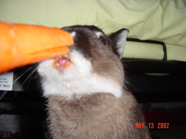 eatingcarrot.jpg