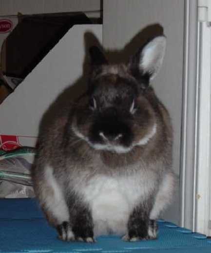 mchubby.jpg