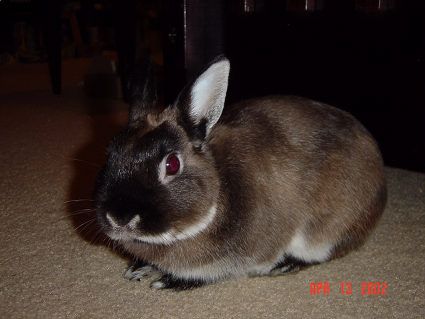 mokie_cute.jpg