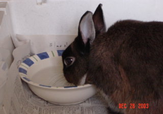 mokie_drinking_water.jpg