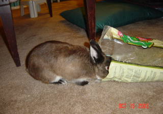 mokie_eating_from_bag.jpg