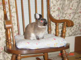 mokie_onrockingchair.jpg