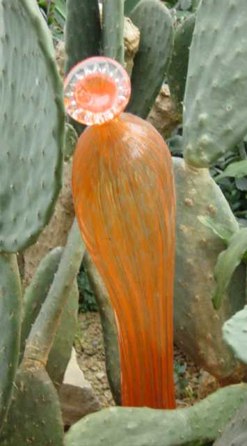 orangecatus.jpg
