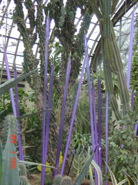 purplespikes.jpg