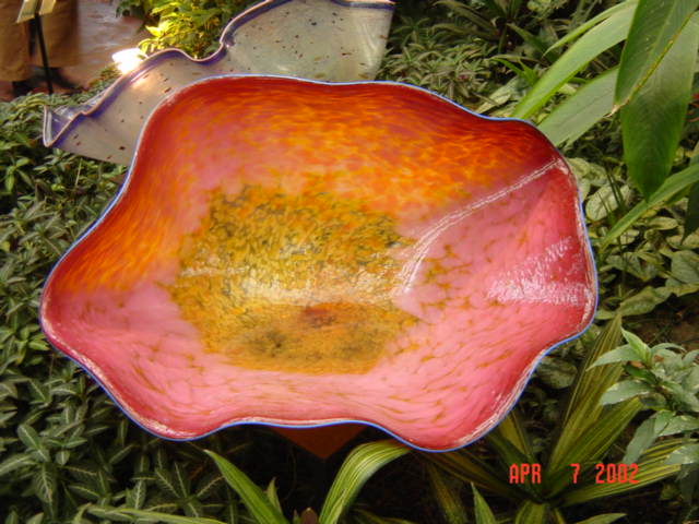 redclam.jpg