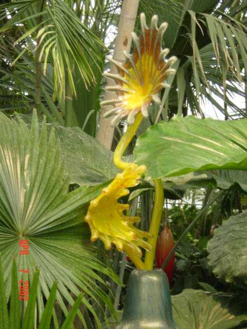 yellowpalm2.jpg