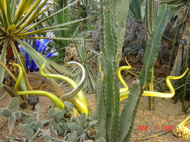 yellowvines2.jpg